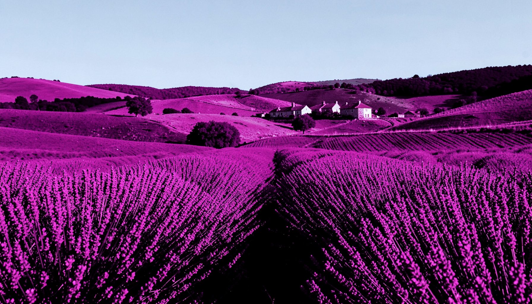 Paisaje campestre francés con campos de lavanda en flor, colinas suaves y una pequeña aldea de piedra al fondo bajo un cielo azul.