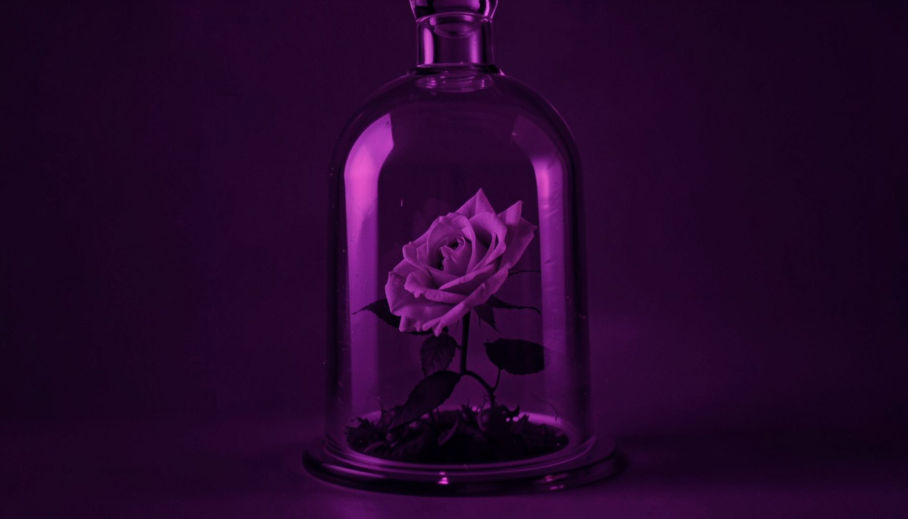Rosa bajo una campana de cristal sobre fondo violeta oscuro, luz tenue y romántica